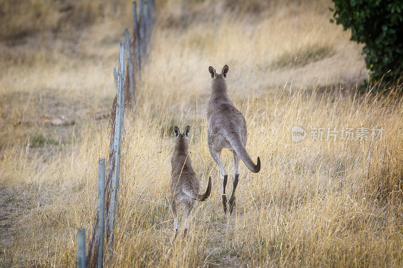 灰袋鼠（Macropus giganteus）